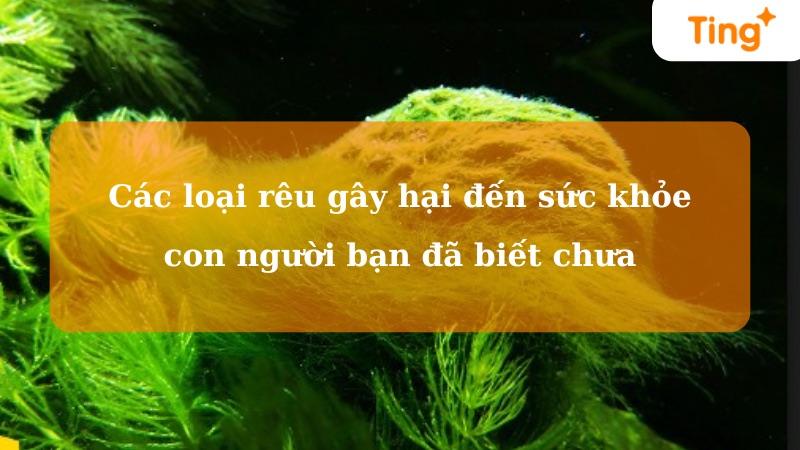 Các loại rêu gây hại đến sức khỏe con người