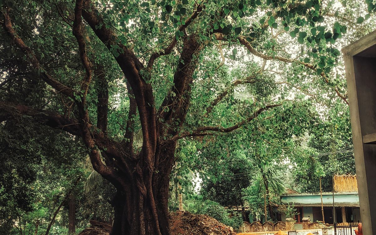 Cây đa — biểu tượng thiêng liêng của làng quê Việt Nam