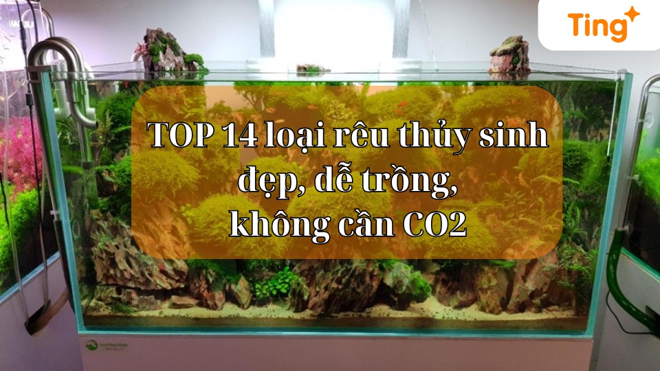 Top 14 loại rêu thủy sinh đẹp, dễ trồng không cần CO2
