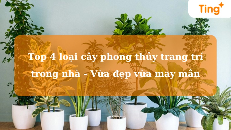 Top 4 loại cây phong thủy đẹp để trang trí trong nhà